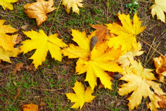 Herbstlaub