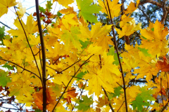 Herbstlaub