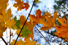 Herbstlaub