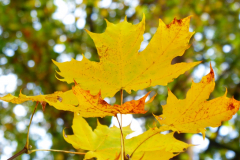 Herbstlaub
