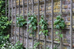 Garten-bewölkt