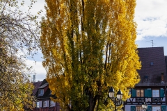 Colmar