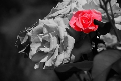Colour  Key