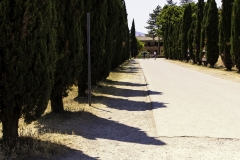 Allee