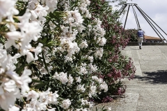 Blüten in Livorno