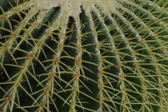 IMG_4177
